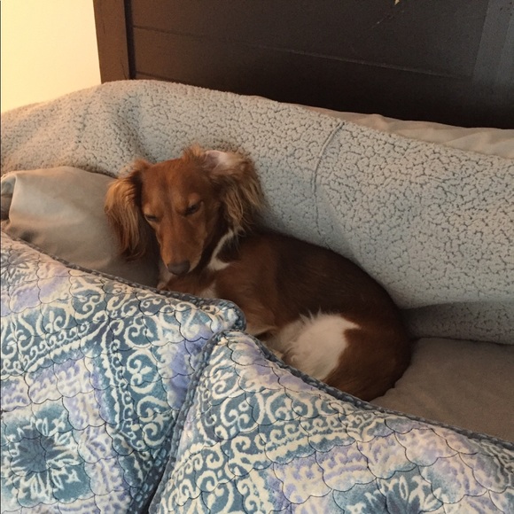 Meet your Posher, Bonnie - Picture 1 of 1